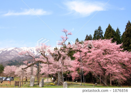 Yukari cherry in a pot 1876856