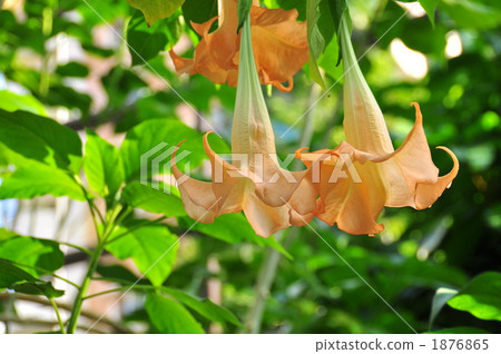 Angel trumpet 1876865