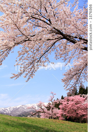 Yukari cherry in a pot 1876866