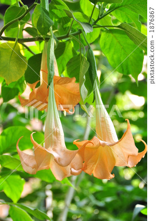 Angel trumpet 1876867