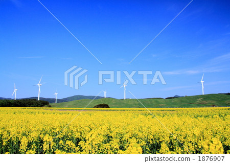 強姦花田和風車小組在橫濱鎮 1876907