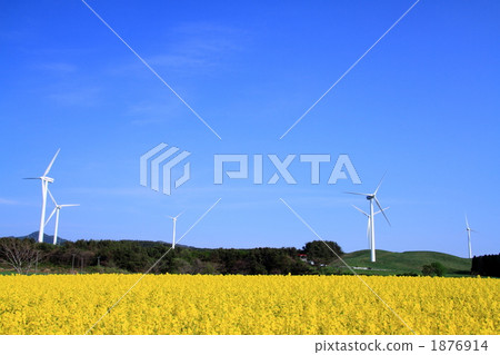 Rape flower field and windmill group in Yokohama Town Rape flower field and windmill group in Yokohama Town 1876914