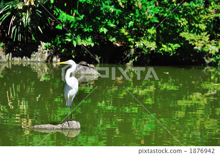 蒼鷺 蒼鷺 1876942
