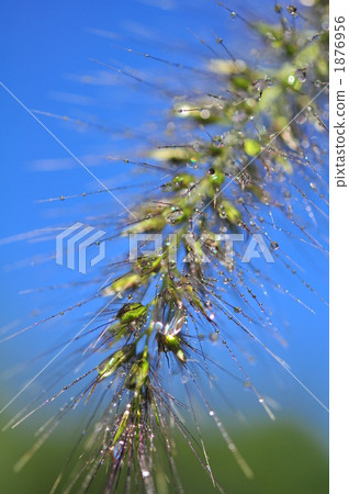 Tikarashiba Tikarashiba 1876956