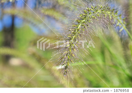 Tikarashiba Tikarashiba 1876958