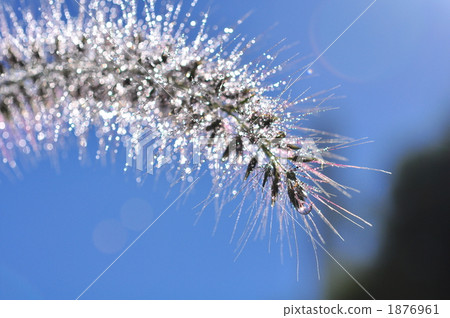 Tikarashiba Tikarashiba 1876961