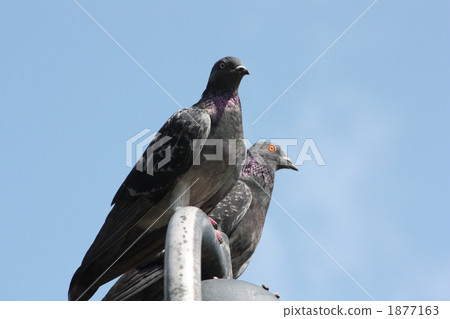 Tsugai of the pigeon watching the surroundings 1877163