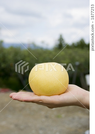 Pear and hands 1877253