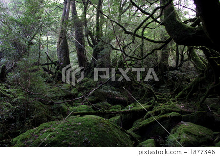 To the mononoke forest 1877346