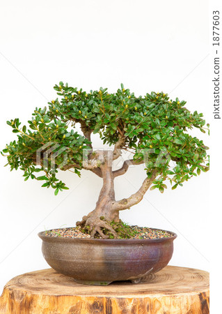 Miyama Kirishima Azalea 1877603