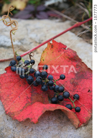 Mountain grapes Mountain grapes 1877773
