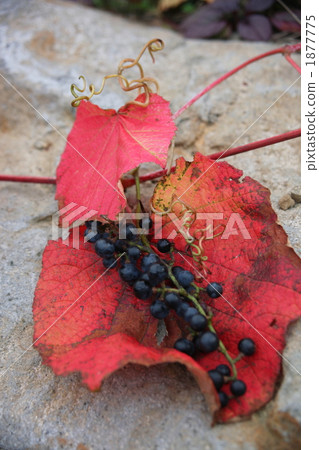 Mountain grapes 1877775