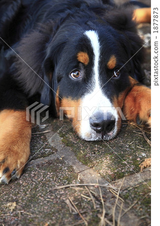 Barneys Mountain Dog Barneys Mountain Dog 1877873