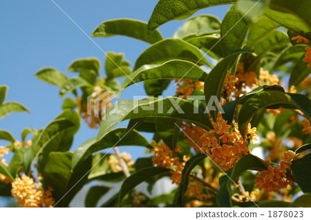 Neighboring osmanthus 1878023