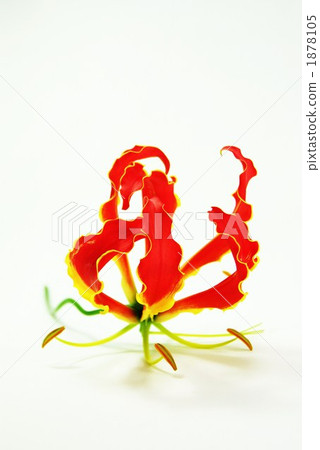 Lily of Glory (Glory Lily) 1878105