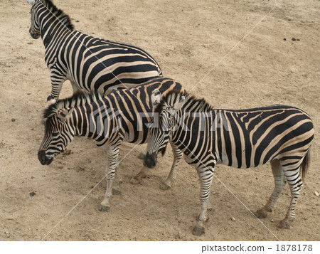 斑馬親子 1878178