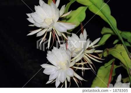 荷蘭人的管道仙人掌 曇花 荷蘭人的煙斗 1878305