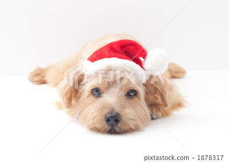 Norfolk Terrier Santa 1878317