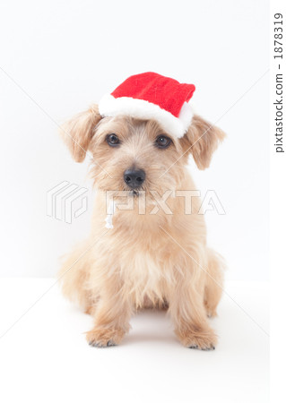 Norfolk Terrier Santa Norfolk Terrier Santa 1878319