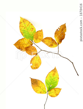 Beech coloring - Stock Photo [1878416] - PIXTA