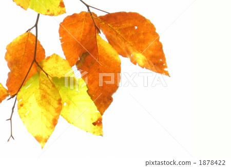 Beech coloring Beech coloring 1878422