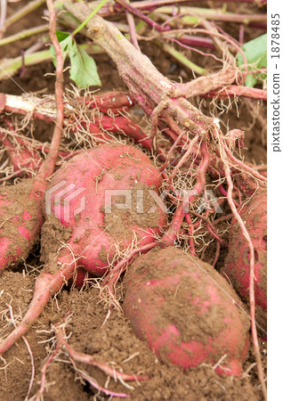 剛挖過的紅薯 1878485
