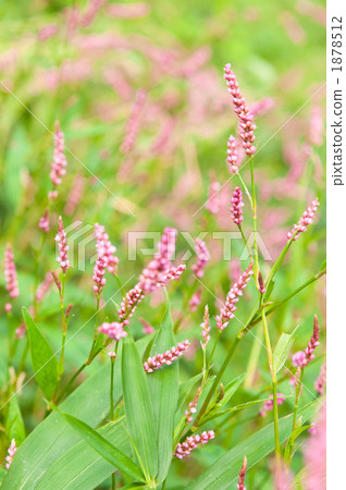 Green and innocent 1878512