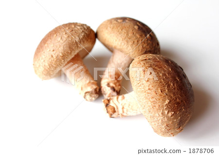 Shiitake mushrooms 1878706