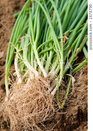 新鮮的Asatsuki 1878790