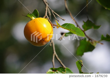 柿子的成熟 1879230