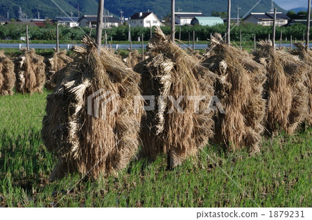 大米空氣乾燥 1879231