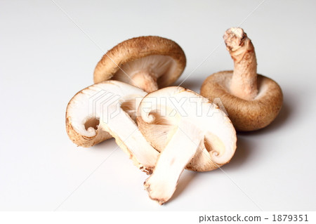 香菇蘑菇橫斷面圖畫 香菇蘑菇橫斷面圖畫 1879351