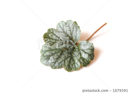 Huculler's leaves 1879391
