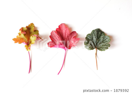 Huculler's leaves 1879392