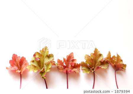 Huculler's leaves 1879394
