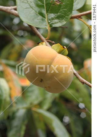 persimmon 1879441