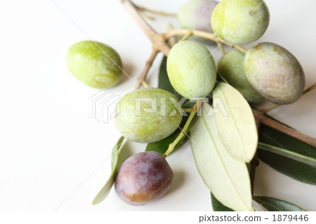 橄欖果“盧卡” 1879446