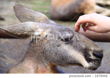 Horizontal kangaroo · · · 1879448