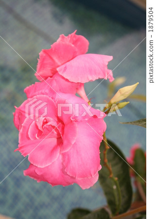 羅布麻 植物 植物學 1879504