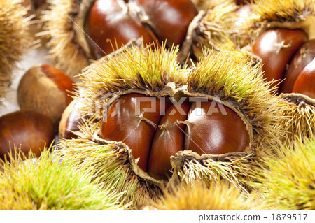 收穫的栗子 1879517