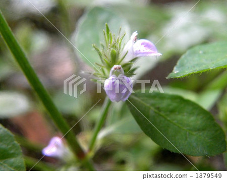 非常小的狐狸臉像花朵般綻放的臉 非常小的狐狸臉像花朵般綻放的臉 1879549