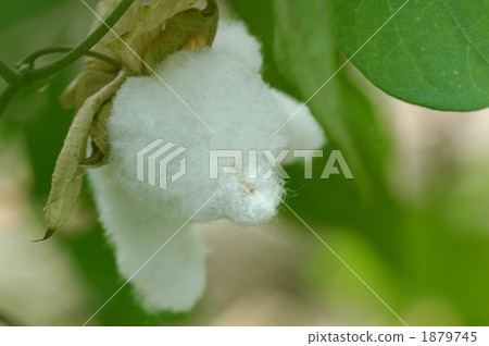 棉花花 1879745