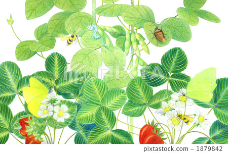 vegetable garden, vegetable gardens, bee 1879842