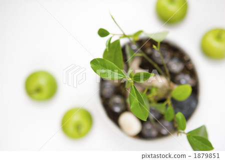 foliage plant, botanic, botanical 1879851