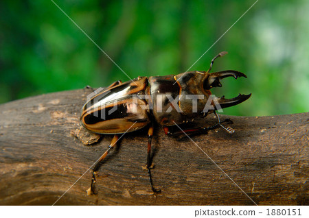 Zebra saw gigwaggata 1880151