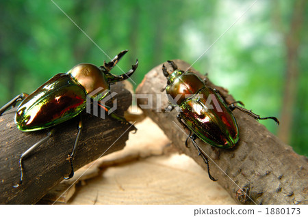 Nujiro stag beetle Nujiro stag beetle 1880173