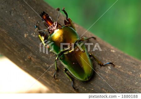 Aurata kiniro雄鹿甲蟲 Aurata kiniro雄鹿甲蟲 1880188