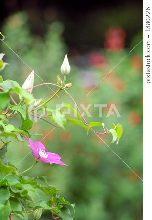 At Sagamihara park At Sagamihara park 1880226