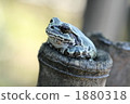 Resting frog 1880318