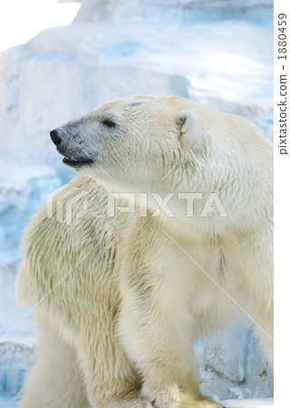 Polar bears Polar bears 1880459